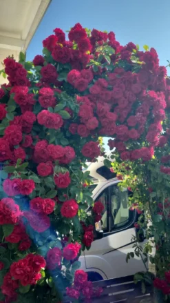 Kletterrose 'Flammentanz' ® 23 Kletterrose 'Flammentanz' ® -Deutschland Garten Funk Verkaufs-Shop kletterrose flammentanz m005466 1569345 0