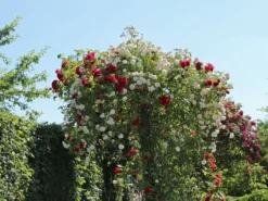 Kletterrose 'Flammentanz' ® 22 Kletterrose 'Flammentanz' ® -Deutschland Garten Funk Verkaufs-Shop kletterrose flammentanz m005466 w 0