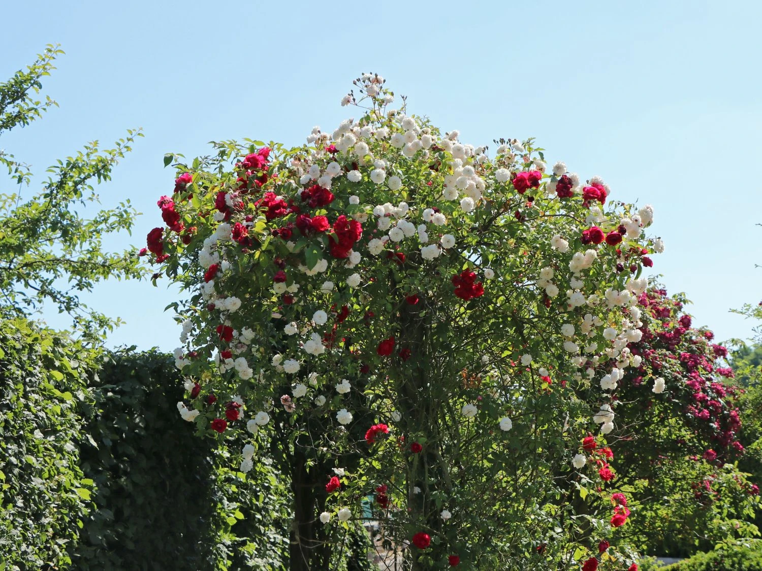 Kletterrose 'Flammentanz' ® 11 Kletterrose 'Flammentanz' ® – Bild 11