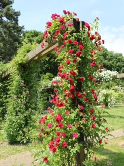 Kletterrose 'Flammentanz' ® 21 Kletterrose 'Flammentanz' ® -Deutschland Garten Funk Verkaufs-Shop kletterrose flammentanz m005466 w 1