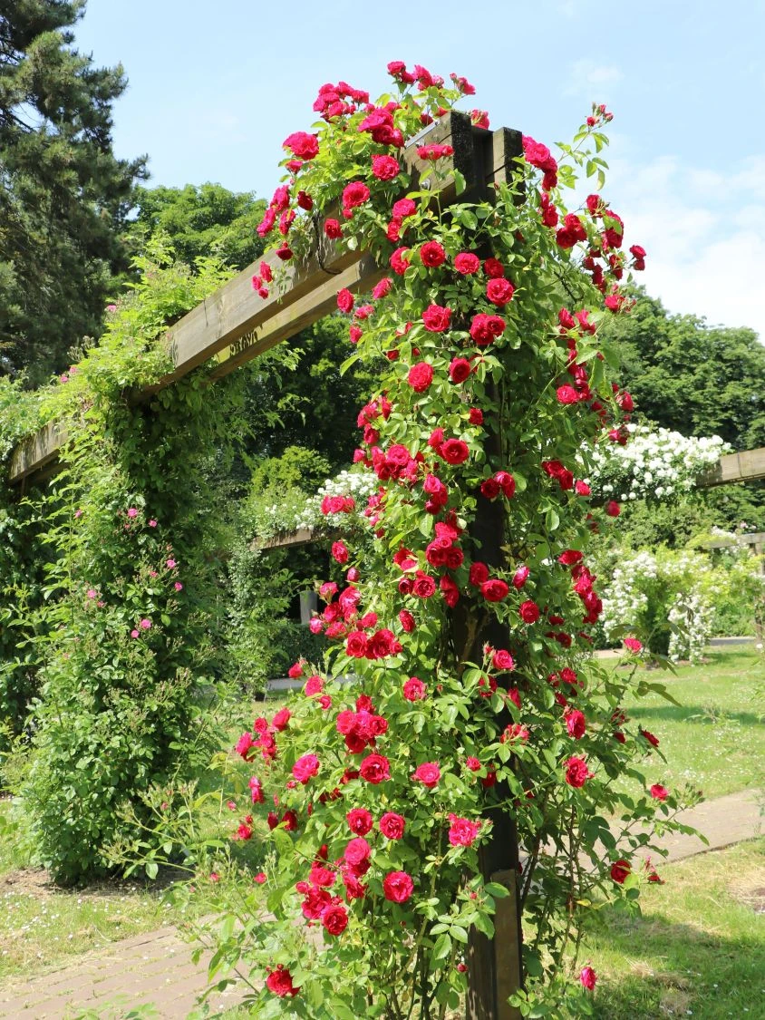 Kletterrose 'Flammentanz' ® 10 Kletterrose 'Flammentanz' ® – Bild 10