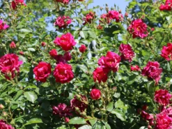 Kletterrose 'Flammentanz' ® 16 Kletterrose 'Flammentanz' ® -Deutschland Garten Funk Verkaufs-Shop kletterrose flammentanz m005466 w 10