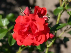 Kletterrose 'Flammentanz' ® 18 Kletterrose 'Flammentanz' ® -Deutschland Garten Funk Verkaufs-Shop kletterrose flammentanz m005466 w 3