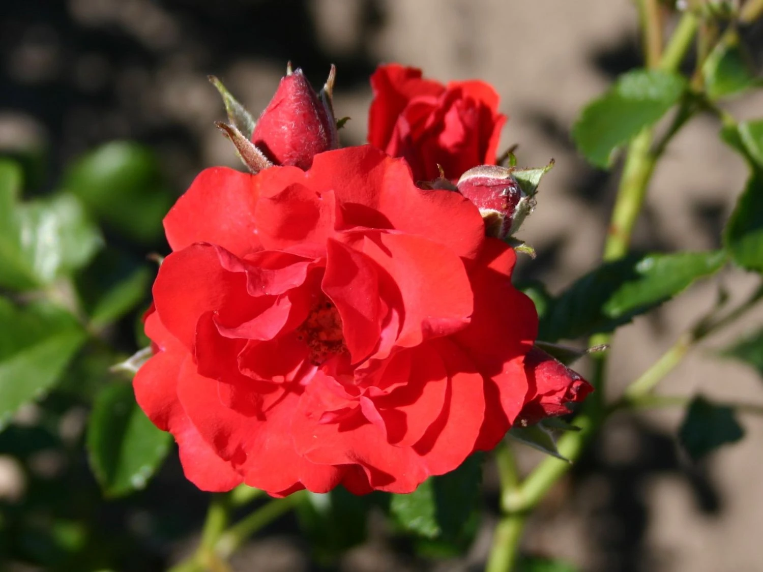 Kletterrose 'Flammentanz' ® 7 Kletterrose 'Flammentanz' ® – Bild 7