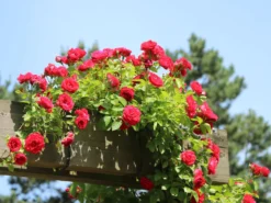 Kletterrose 'Flammentanz' ® 19 Kletterrose 'Flammentanz' ® -Deutschland Garten Funk Verkaufs-Shop kletterrose flammentanz m005466 w 4