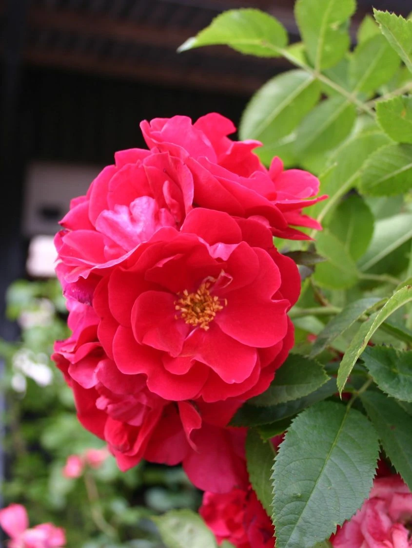 Kletterrose 'Flammentanz' ® 9 Kletterrose 'Flammentanz' ® – Bild 9