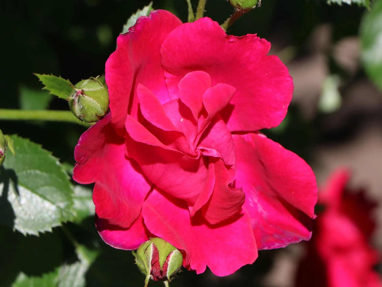 Kletterrose 'Flammentanz' ® 2 Kletterrose 'Flammentanz' ® – Bild 2