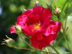 Kletterrose 'Flammentanz' ® 15 Kletterrose 'Flammentanz' ® -Deutschland Garten Funk Verkaufs-Shop kletterrose flammentanz m005466 w 7