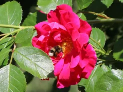 Kletterrose 'Flammentanz' ® 14 Kletterrose 'Flammentanz' ® -Deutschland Garten Funk Verkaufs-Shop kletterrose flammentanz m005466 w 8