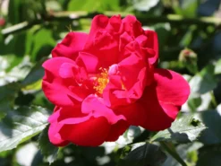 Kletterrose 'Flammentanz' ® 17 Kletterrose 'Flammentanz' ® -Deutschland Garten Funk Verkaufs-Shop kletterrose flammentanz m005466 w 9