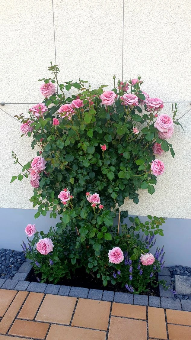 Kletterrose 'Giardina' ® 12 Kletterrose 'Giardina' ® – Bild 12