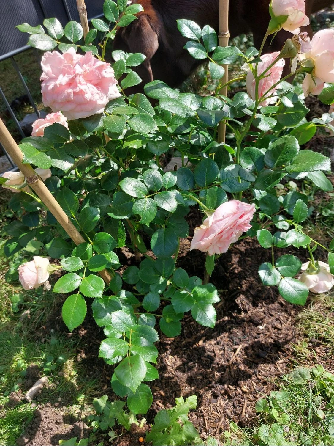 Kletterrose 'Giardina' ® 11 Kletterrose 'Giardina' ® – Bild 11