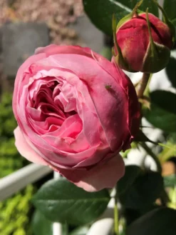 Kletterrose 'Giardina' ® 32 Kletterrose 'Giardina' ® -Deutschland Garten Funk Verkaufs-Shop kletterrose giardina m054940 193676 1