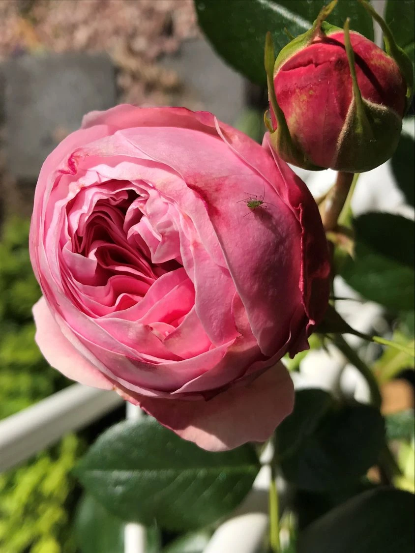 Kletterrose 'Giardina' ® 13 Kletterrose 'Giardina' ® – Bild 13