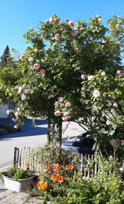 Kletterrose 'Giardina' ® 38 Kletterrose 'Giardina' ® -Deutschland Garten Funk Verkaufs-Shop kletterrose giardina m054940 193676 2