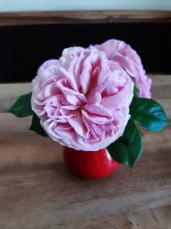 Kletterrose 'Giardina' ® 37 Kletterrose 'Giardina' ® -Deutschland Garten Funk Verkaufs-Shop kletterrose giardina m054940 193676 3