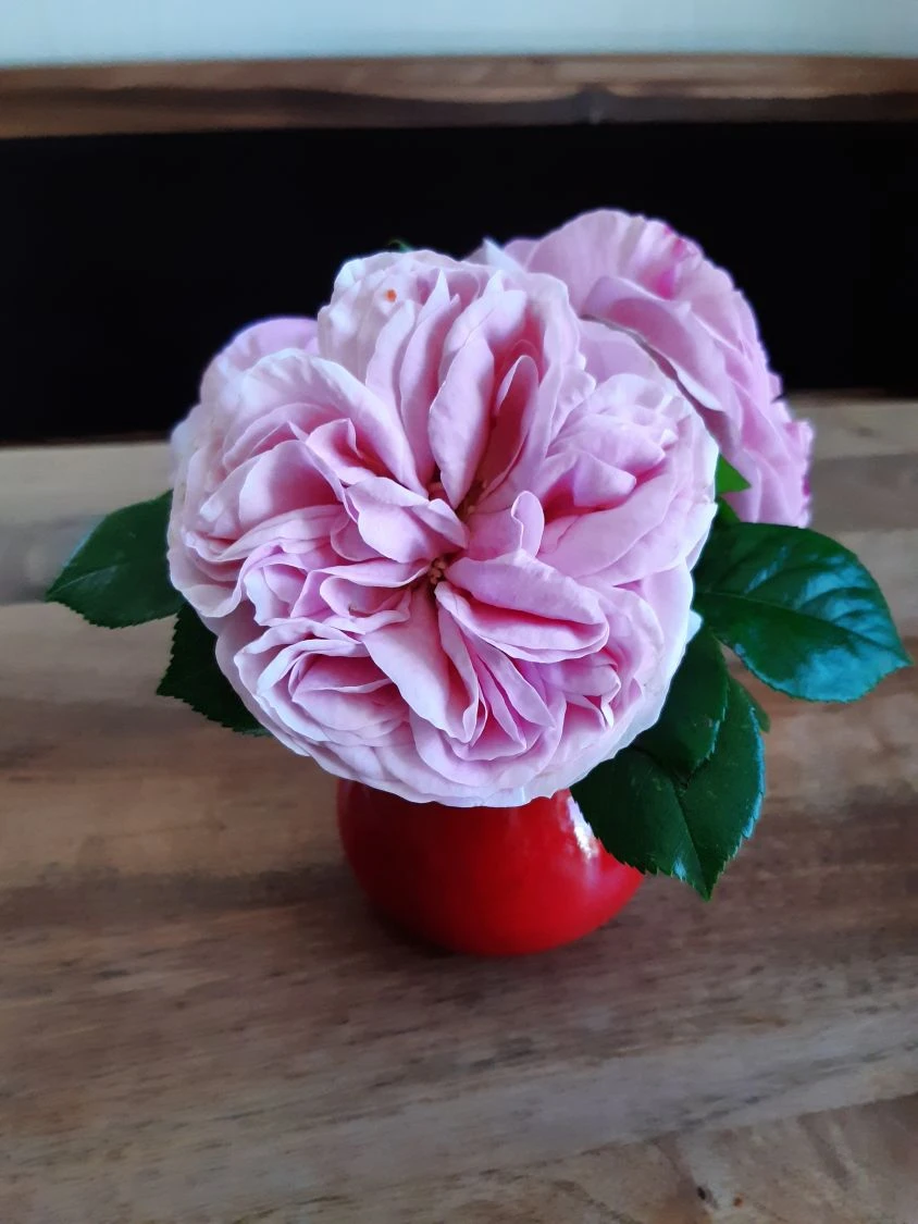 Kletterrose 'Giardina' ® 18 Kletterrose 'Giardina' ® – Bild 18