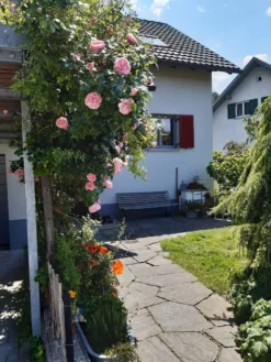 Kletterrose 'Giardina' ® 36 Kletterrose 'Giardina' ® -Deutschland Garten Funk Verkaufs-Shop kletterrose giardina m054940 193676 4