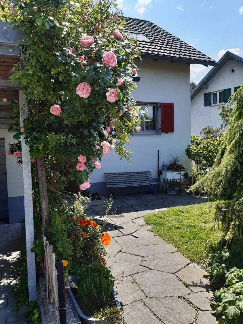 Kletterrose 'Giardina' ® 17 Kletterrose 'Giardina' ® – Bild 17