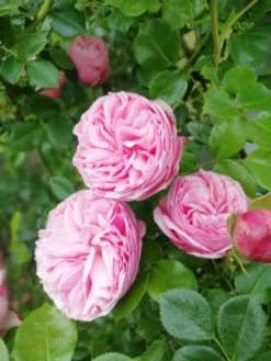 Kletterrose 'Giardina' ® 35 Kletterrose 'Giardina' ® -Deutschland Garten Funk Verkaufs-Shop kletterrose giardina m054940 651255 2