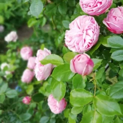 Kletterrose 'Giardina' ® 34 Kletterrose 'Giardina' ® -Deutschland Garten Funk Verkaufs-Shop kletterrose giardina m054940 651255 3