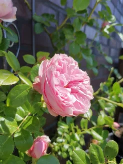 Kletterrose 'Giardina' ® 39 Kletterrose 'Giardina' ® -Deutschland Garten Funk Verkaufs-Shop kletterrose giardina m054940 948006 1