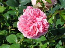 Kletterrose 'Giardina' ® 25 Kletterrose 'Giardina' ® -Deutschland Garten Funk Verkaufs-Shop kletterrose giardina m054940 w 0