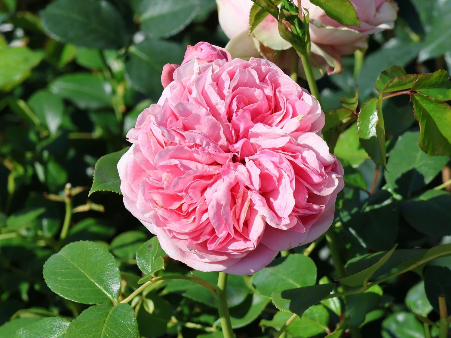 Kletterrose 'Giardina' ® 6 Kletterrose 'Giardina' ® – Bild 6