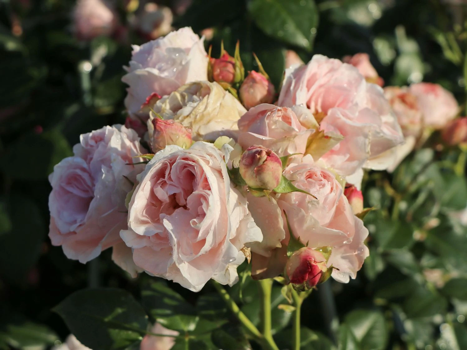 Kletterrose 'Giardina' ® 8 Kletterrose 'Giardina' ® – Bild 8