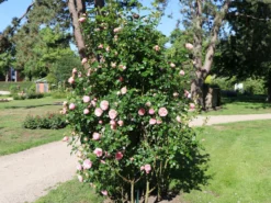 Kletterrose 'Giardina' ® 22 Kletterrose 'Giardina' ® -Deutschland Garten Funk Verkaufs-Shop kletterrose giardina m054940 w 3