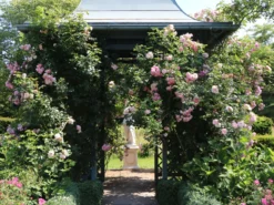 Kletterrose 'Giardina' ® 23 Kletterrose 'Giardina' ® -Deutschland Garten Funk Verkaufs-Shop kletterrose giardina m054940 w 4