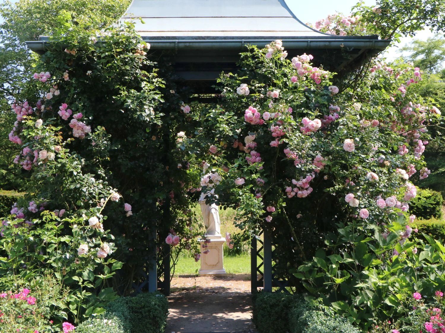 Kletterrose 'Giardina' ® 4 Kletterrose 'Giardina' ® – Bild 4