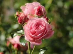 Kletterrose 'Giardina' ® 29 Kletterrose 'Giardina' ® -Deutschland Garten Funk Verkaufs-Shop kletterrose giardina m054940 w 5