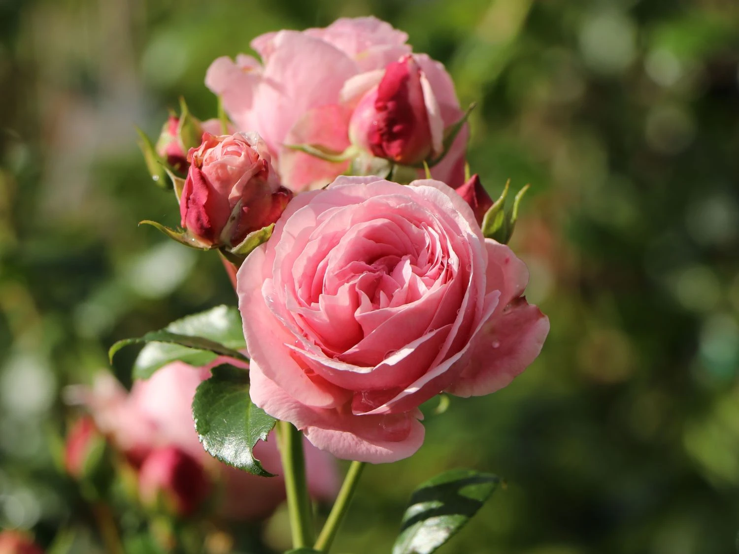 Kletterrose 'Giardina' ® 10 Kletterrose 'Giardina' ® – Bild 10