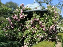 Kletterrose 'Giardina' ® 24 Kletterrose 'Giardina' ® -Deutschland Garten Funk Verkaufs-Shop kletterrose giardina m054940 w 6