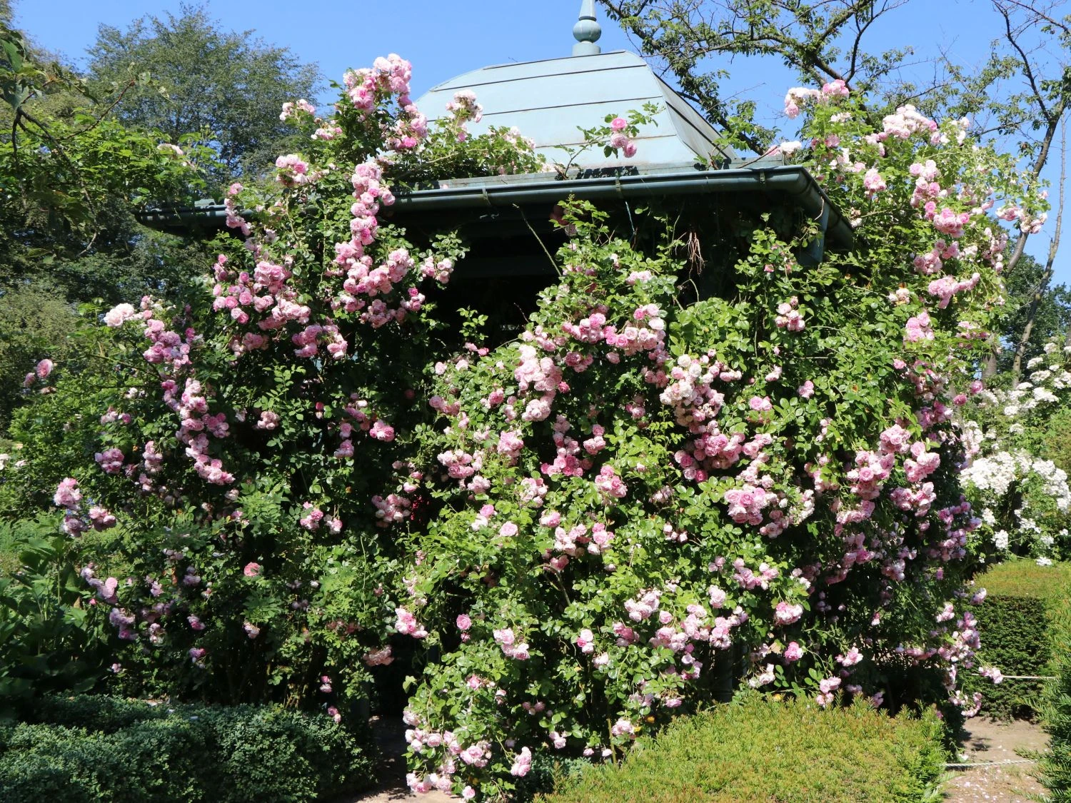 Kletterrose 'Giardina' ® 5 Kletterrose 'Giardina' ® – Bild 5