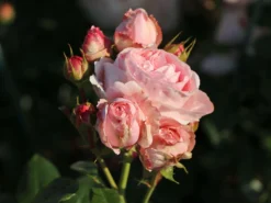 Kletterrose 'Giardina' ® 26 Kletterrose 'Giardina' ® -Deutschland Garten Funk Verkaufs-Shop kletterrose giardina m054940 w 7