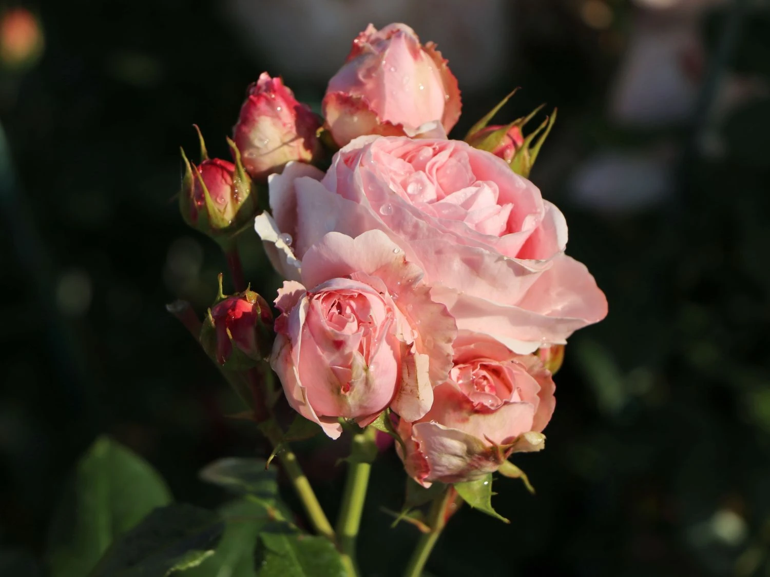 Kletterrose 'Giardina' ® 7 Kletterrose 'Giardina' ® – Bild 7