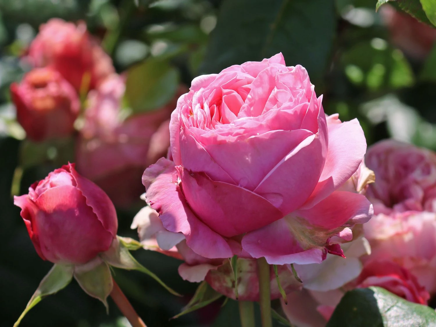 Kletterrose 'Giardina' ® 2 Kletterrose 'Giardina' ® – Bild 2