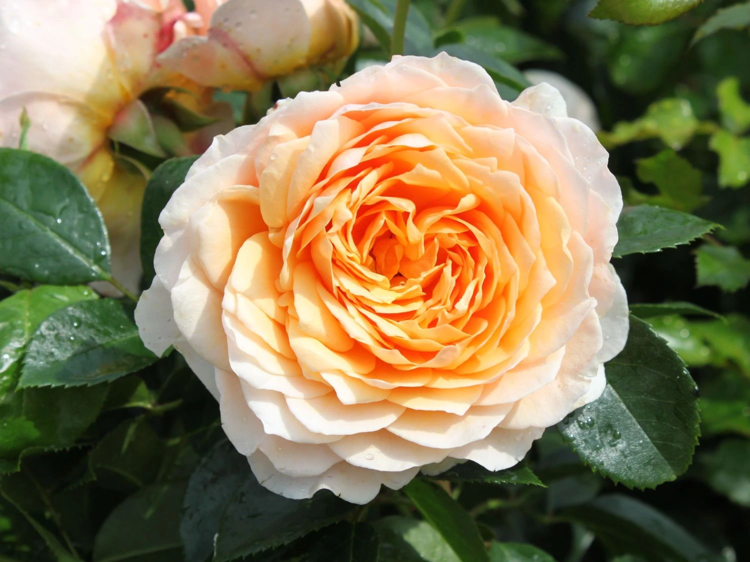Kletterrose 'Ginger Syllabub' 1 Kletterrose 'Ginger Syllabub'