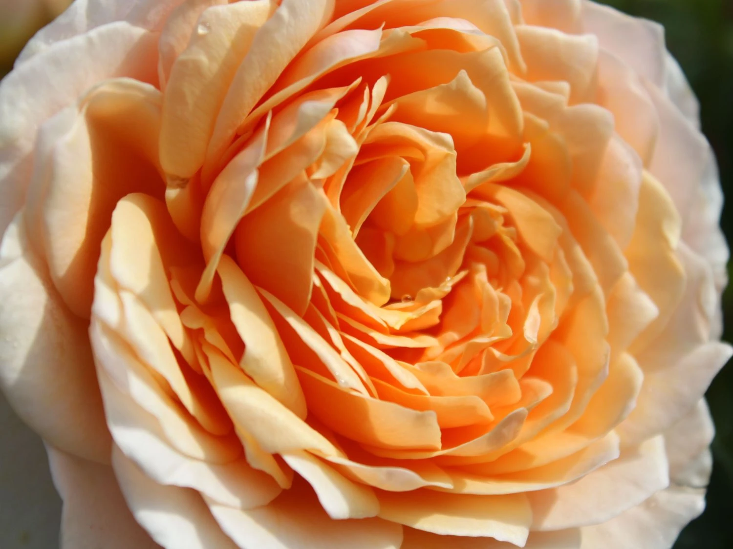 Kletterrose 'Ginger Syllabub' 2 Kletterrose 'Ginger Syllabub' – Bild 2