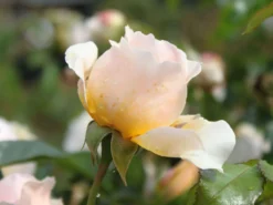 Kletterrose 'Ginger Syllabub' 10 Kletterrose 'Ginger Syllabub' -Deutschland Garten Funk Verkaufs-Shop kletterrose ginger syllabub m003516 w 2