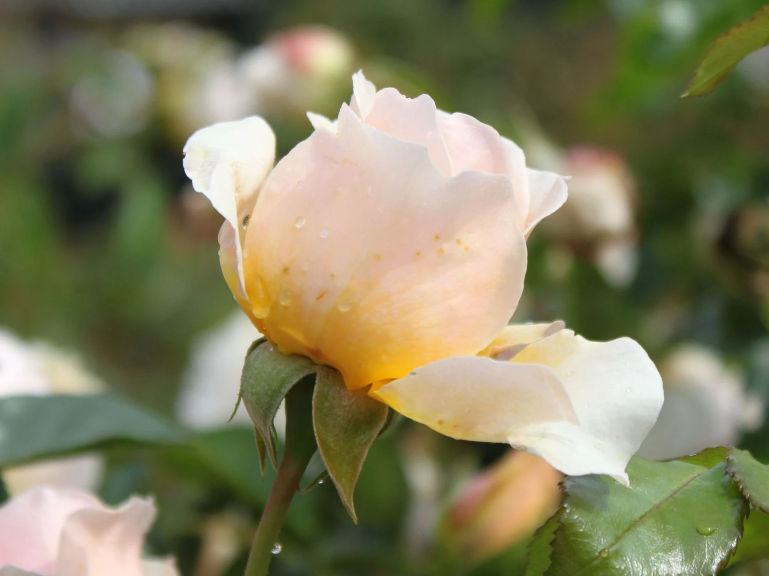 Kletterrose 'Ginger Syllabub' 4 Kletterrose 'Ginger Syllabub' – Bild 4