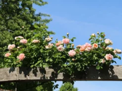 Kletterrose 'Gloire De Dijon' -Deutschland Garten Funk Verkaufs-Shop kletterrose gloire de dijon m002806 w 0