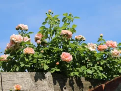 Kletterrose 'Gloire De Dijon' -Deutschland Garten Funk Verkaufs-Shop kletterrose gloire de dijon m002806 w 3