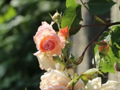 Kletterrose 'Gloire De Dijon' -Deutschland Garten Funk Verkaufs-Shop kletterrose gloire de dijon m002806 w 4