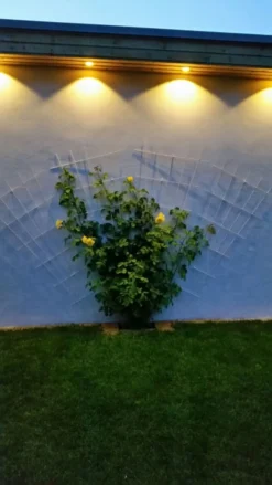 Kletterrose 'Golden Gate' ® -Deutschland Garten Funk Verkaufs-Shop kletterrose golden gate adr rose m009330 475967 0