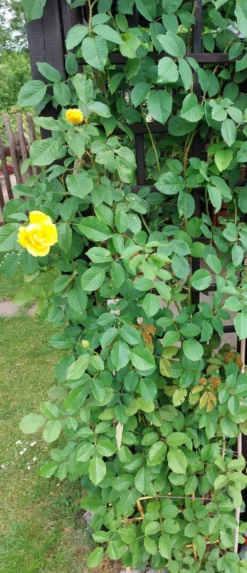 Kletterrose 'Golden Gate' ® -Deutschland Garten Funk Verkaufs-Shop kletterrose golden gate m009330 1309782 0