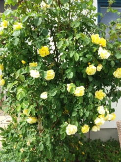 Kletterrose 'Golden Gate' ® -Deutschland Garten Funk Verkaufs-Shop kletterrose golden gate m009330 681622 0