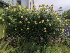 Kletterrose 'Golden Gate' ® -Deutschland Garten Funk Verkaufs-Shop kletterrose golden gate m009330 700707 0